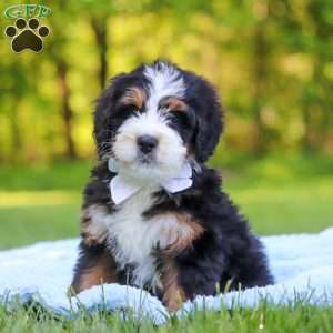 Dodger, Mini Bernedoodle Puppy